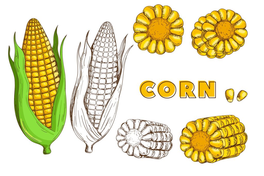 复古风格手绘矢量蔬菜素材打包下载[ai,psd,eps,png,jpg]插图(12)