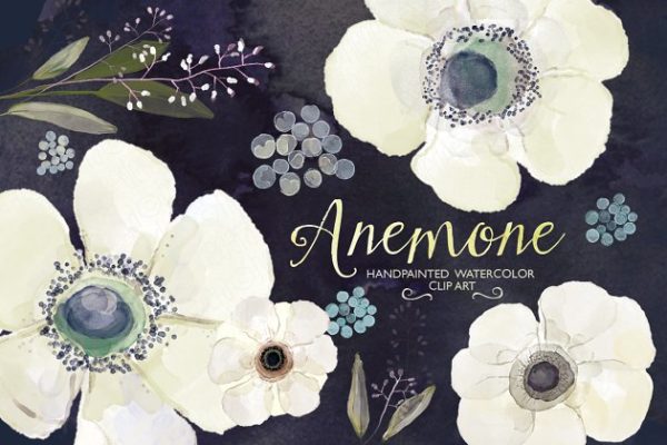 水彩手绘洁白毛茛花插画 Watercolor ranunculus flower clipart