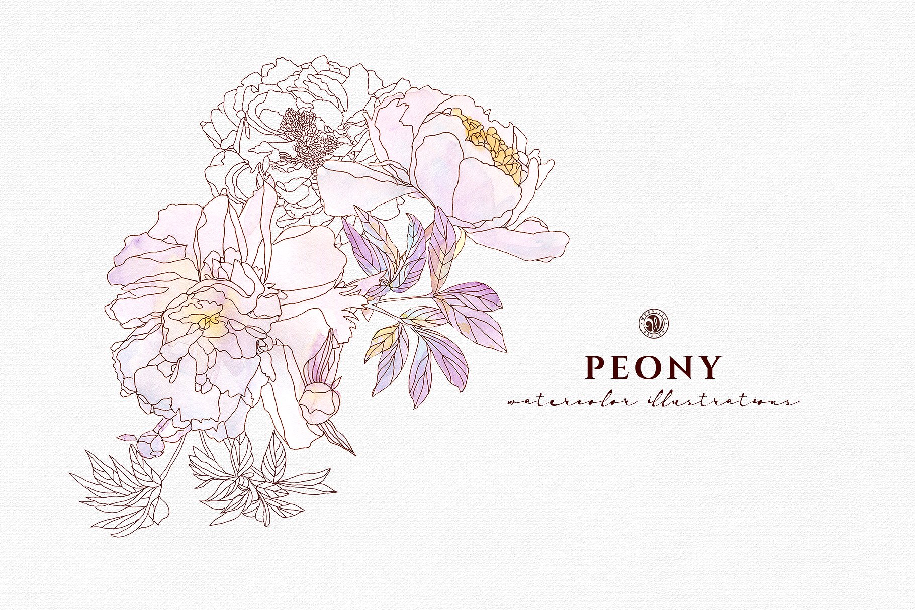 淡雅牡丹花手绘水粉画插画 Peony Flowers插图(4)