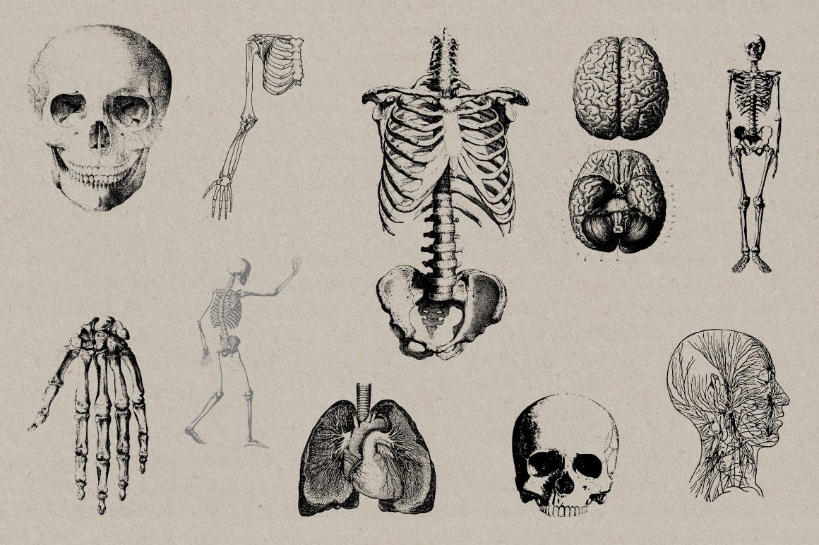 50个老式人体解剖矢量插图 Vintage Anatomy Vectors插图(3)