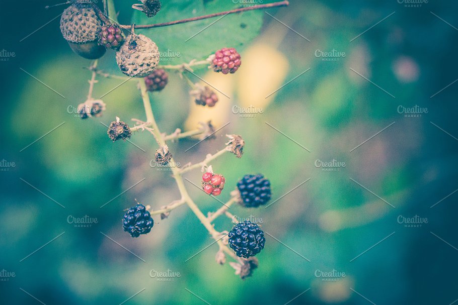 高清下雨天景色照片 Rainy day photo pack插图(4)