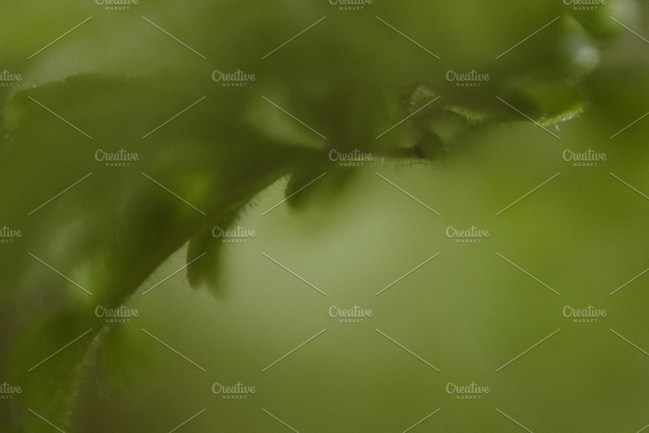 植物花卉特写镜头高清照片素材 Organic 2插图(18)