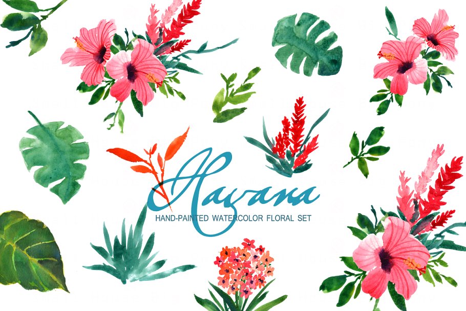 水彩花卉艺术剪贴画 Havana- Watercolor Clip Art插图(3)