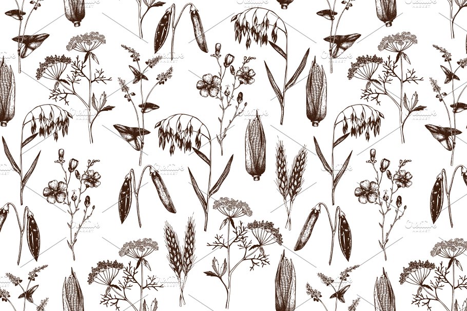 老式矢量农场植物插图 Vector Farm Plants Collection插图(2)