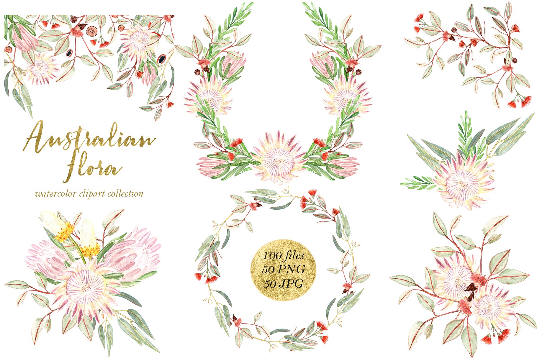 澳大利亚植物水彩剪贴画 Australian Flora Premium watercolor插图(8)