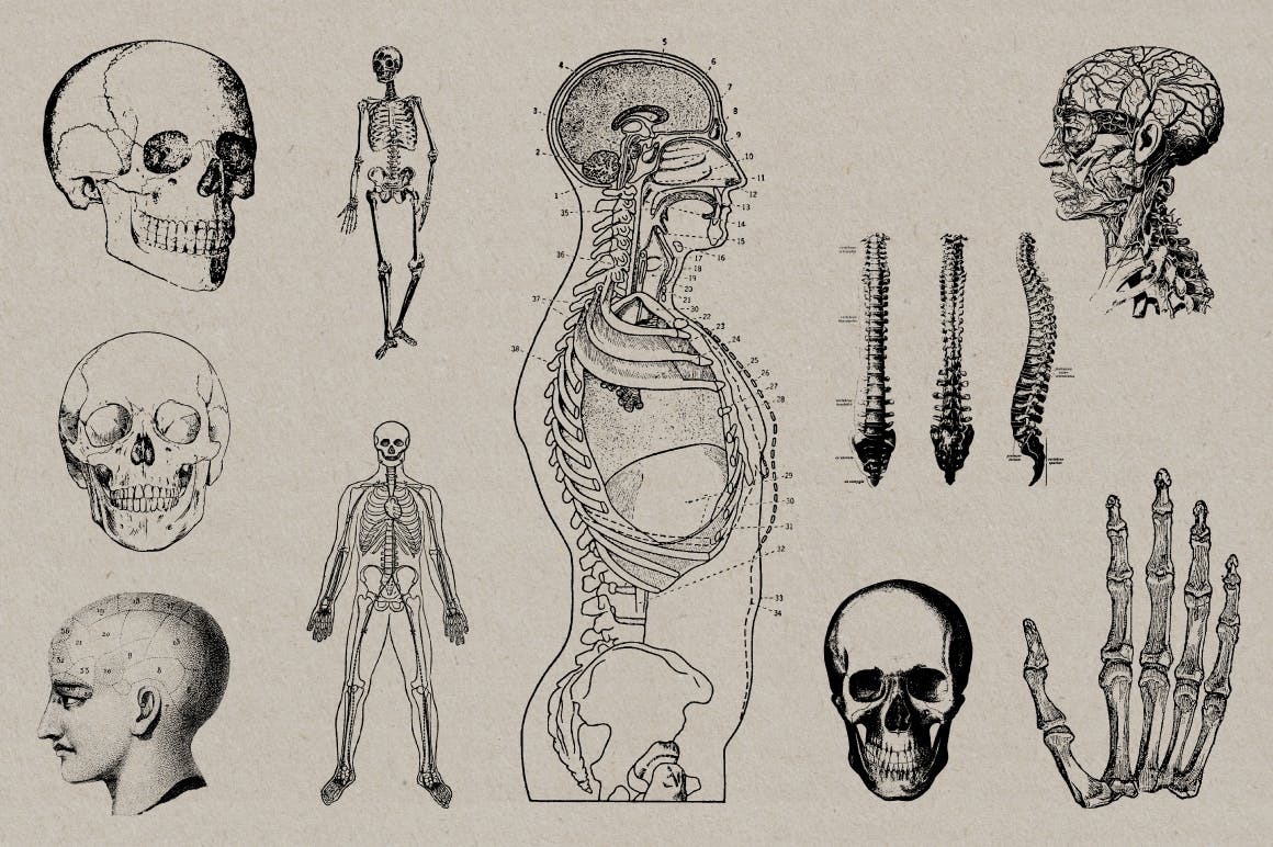 50个老式人体解剖矢量插图 Vintage Anatomy Vectors插图(5)