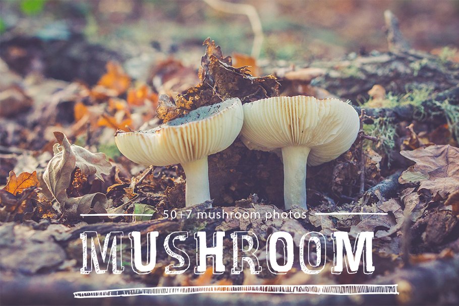各种蘑菇高清照片素材 mushroom photo pack插图