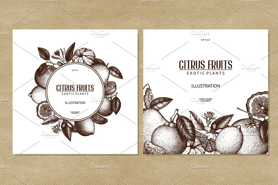 柑桔和植物矢量插画 Vector Citrus Fruits & Plants Set插图(3)