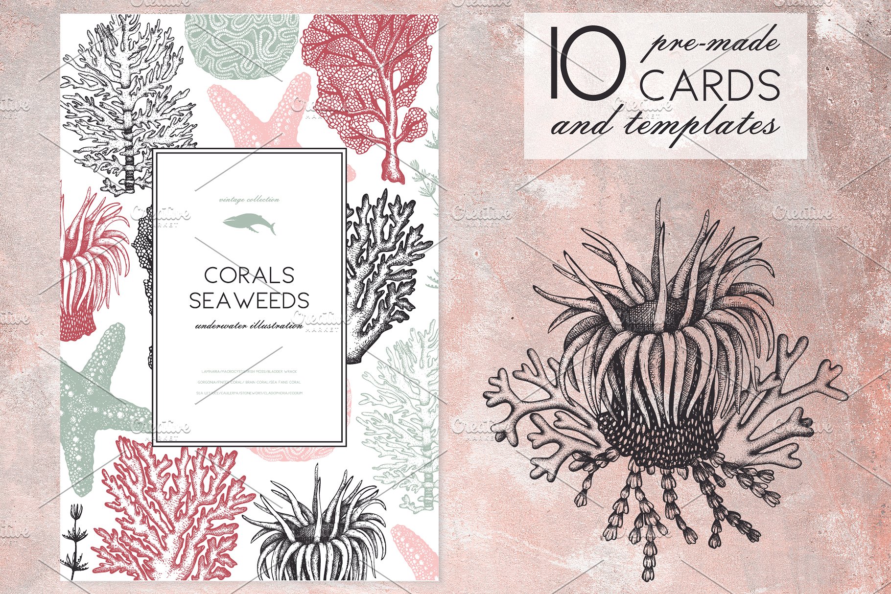 海藻珊瑚矢量插画合集 Vector Seaweeds & Corals Set插图(2)