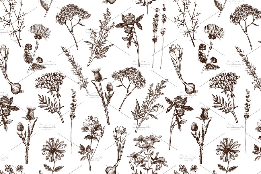 矢量草本植物素材集 Vector Medicinal Herbs Collection插图(6)