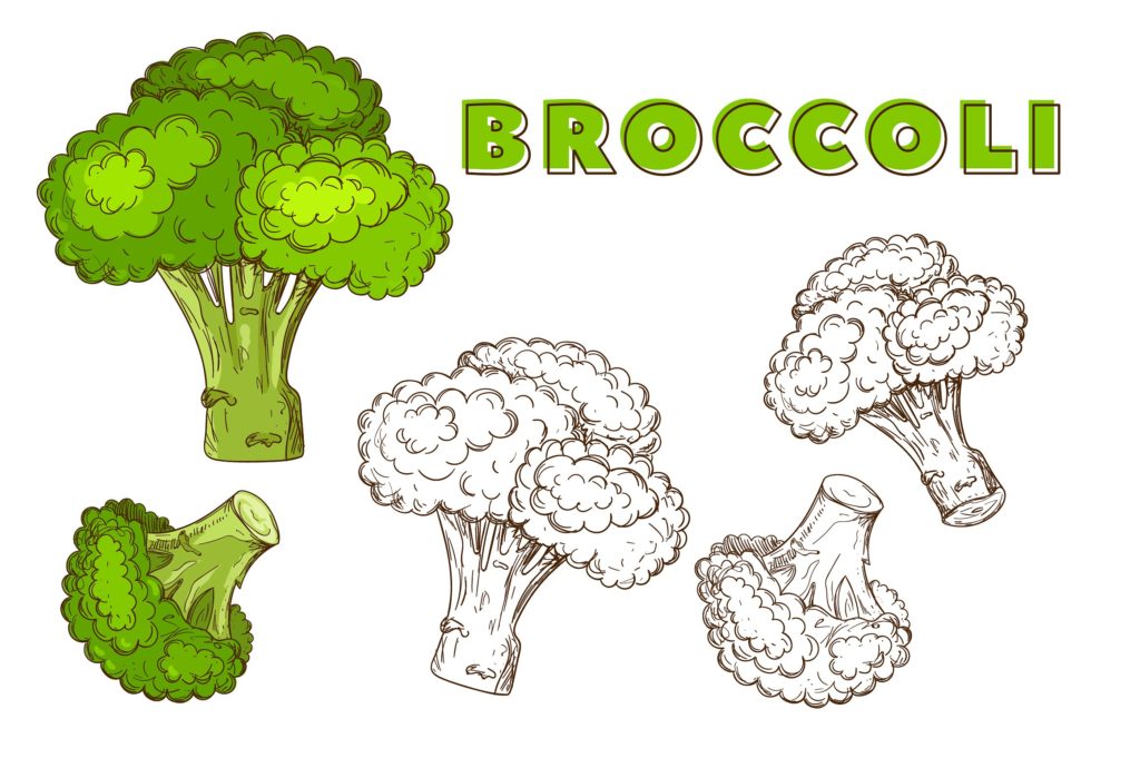 复古风格手绘矢量蔬菜素材打包下载[ai,psd,eps,png,jpg]插图(13)