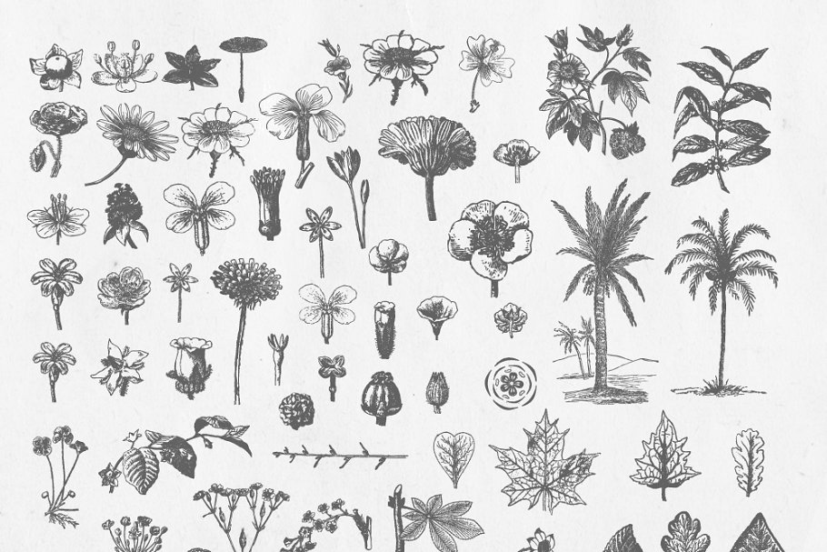 复古手绘动植物水彩插图 Vintage Vector Illustrations插图(1)