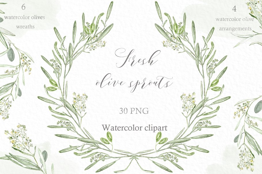 新鲜鼠尾草绿色橄榄枝元素剪贴画 Olive sprouts wreaths branch clipart插图(2)