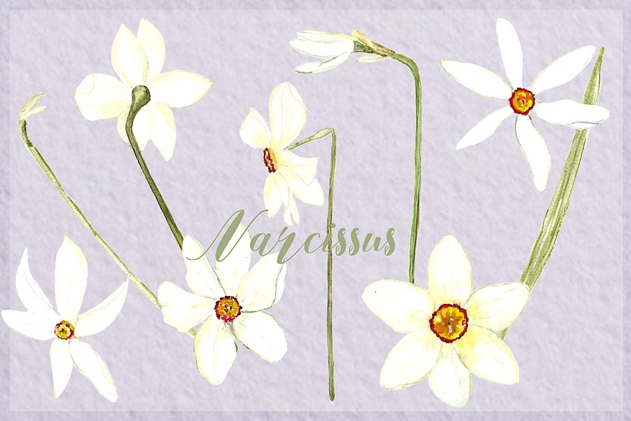 白水仙水彩剪贴画 White Narcissus Watercolor clipart插图(3)