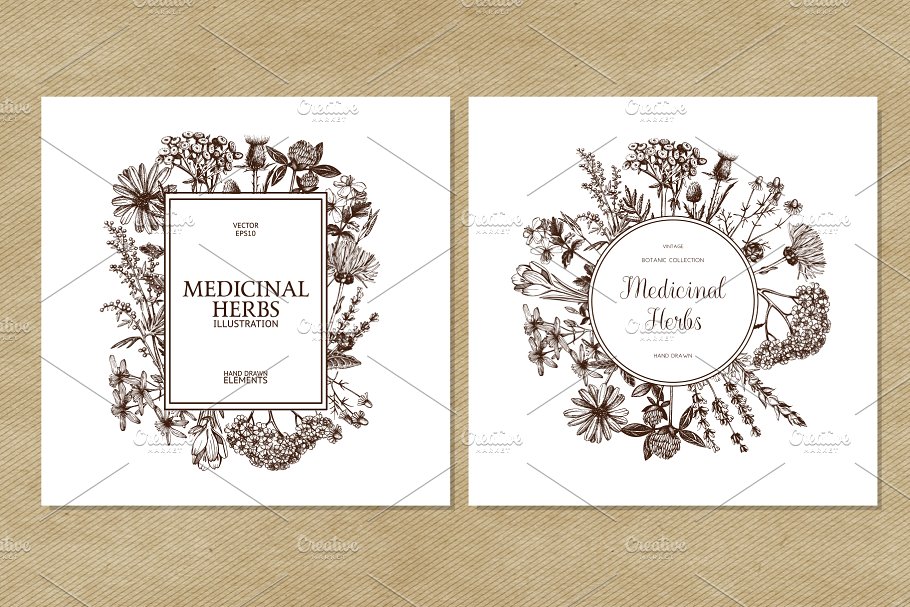 矢量草本植物素材集 Vector Medicinal Herbs Collection插图(3)