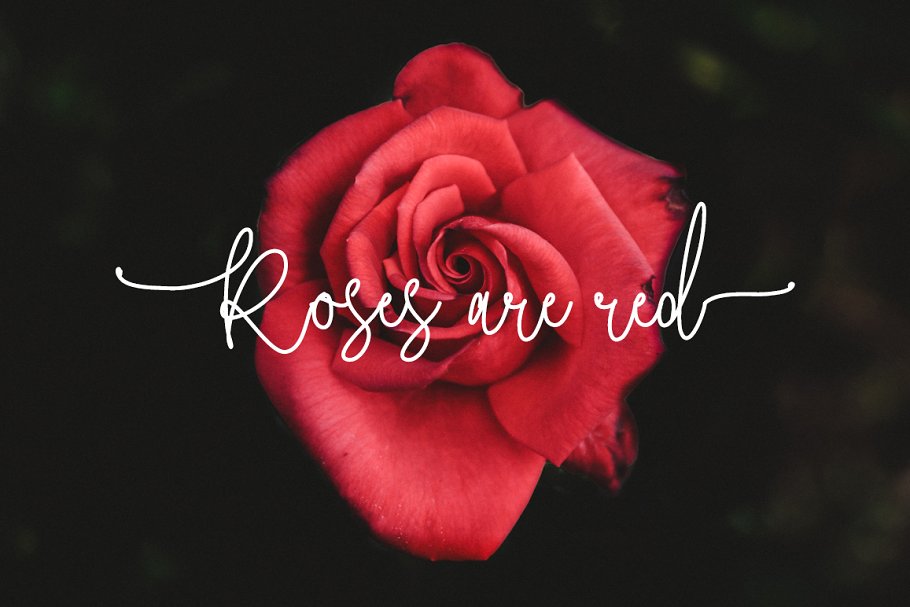 13款手写英文字体合集&Logo模板、矢量插画 Wonderland Fonts Pack & Branding Kit插图(65)