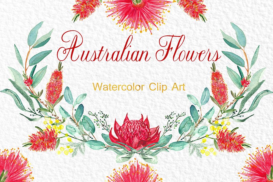 澳大利亚水彩花卉插画 Australian flowers watercolors插图(1)