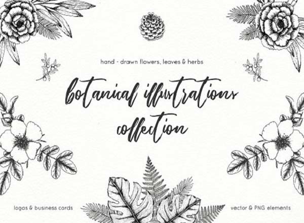 手绘植物矢量插图包