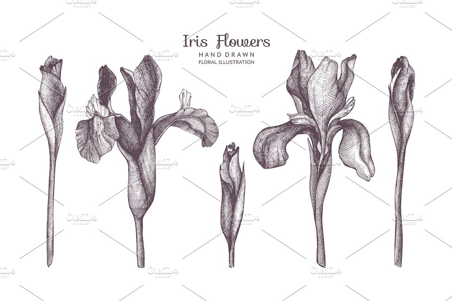 复古手绘春季花卉插图 Vector Flowers Collection插图(1)