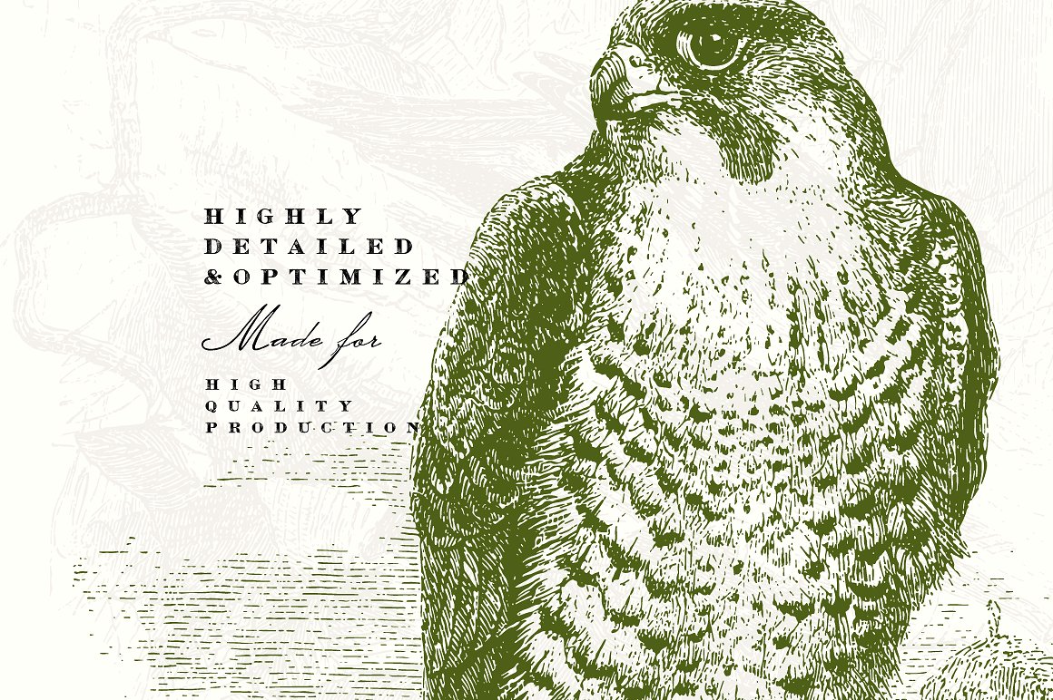 58款复古鸟类插画素材 58 Birds Illustrations插图(2)