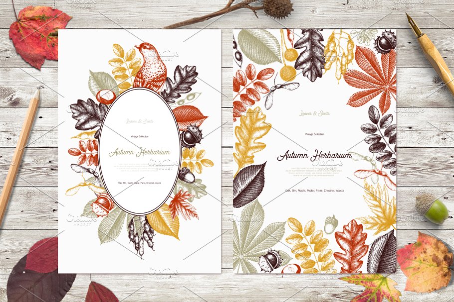 秋天树叶&种子矢量图形 Vector Autumn Leaves & Seeds Set插图(3)