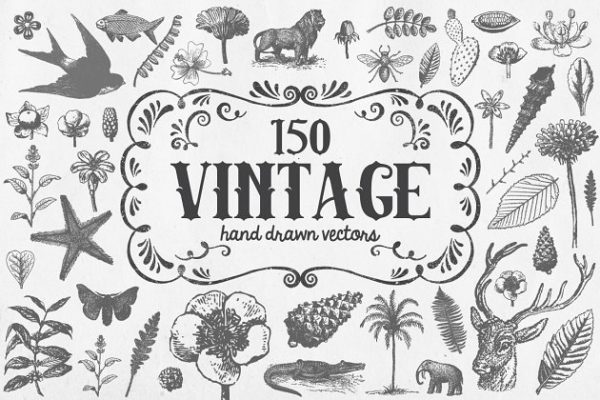 复古手绘动植物水彩插图 Vintage Vector Illustrations