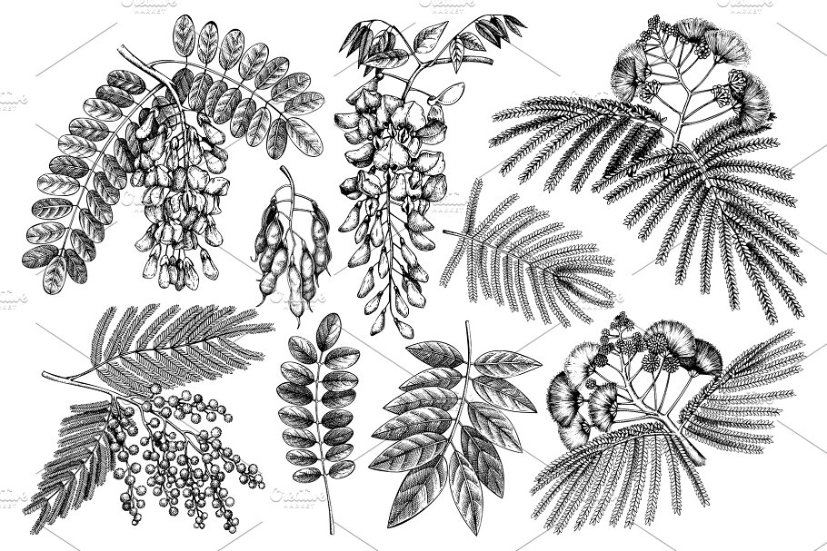 黑色矢量树木植物插画 Black Vector Trees Collection插图(3)