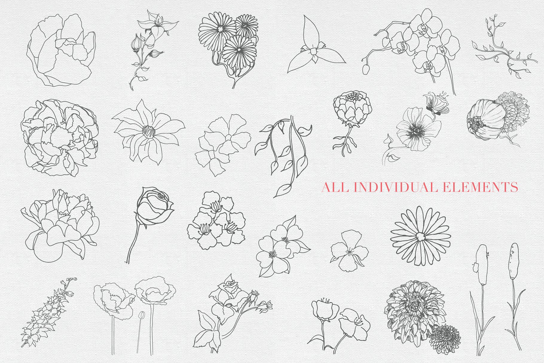 铅笔手绘素描矢量花卉素材 Hand drawn Sketched Flower Vectors插图(1)
