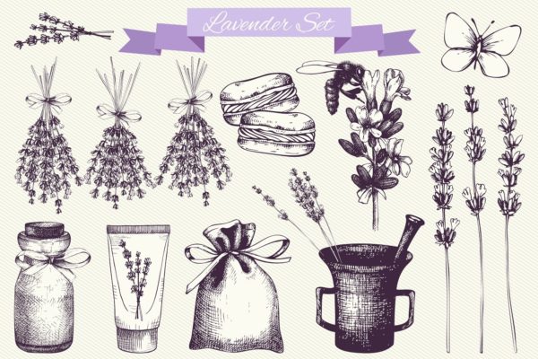 复古墨水手绘薰衣草矢量插图 Vector Lavender Designs Set