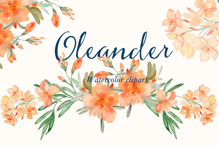 水彩夹竹桃花卉剪贴板 Peach Oleander. watercolor插图(1)