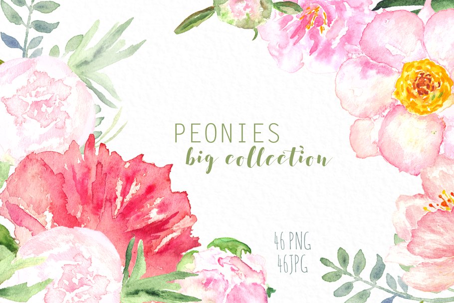 牡丹水彩花卉剪贴画 Peonies big collection  clip art.插图(2)
