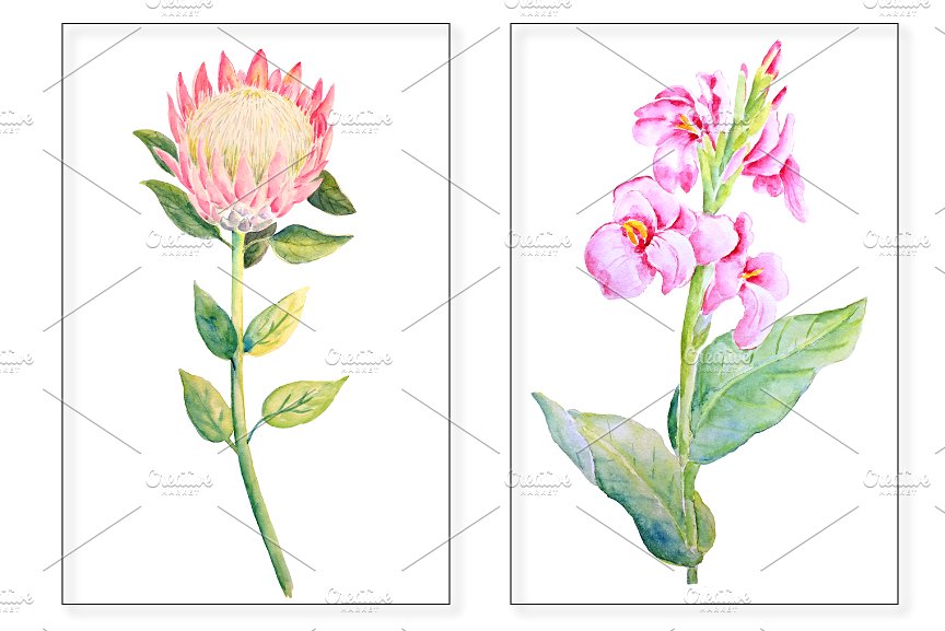 手绘水彩热带叶状花素材 Watercolor Tropical Foliage Flowers插图(2)