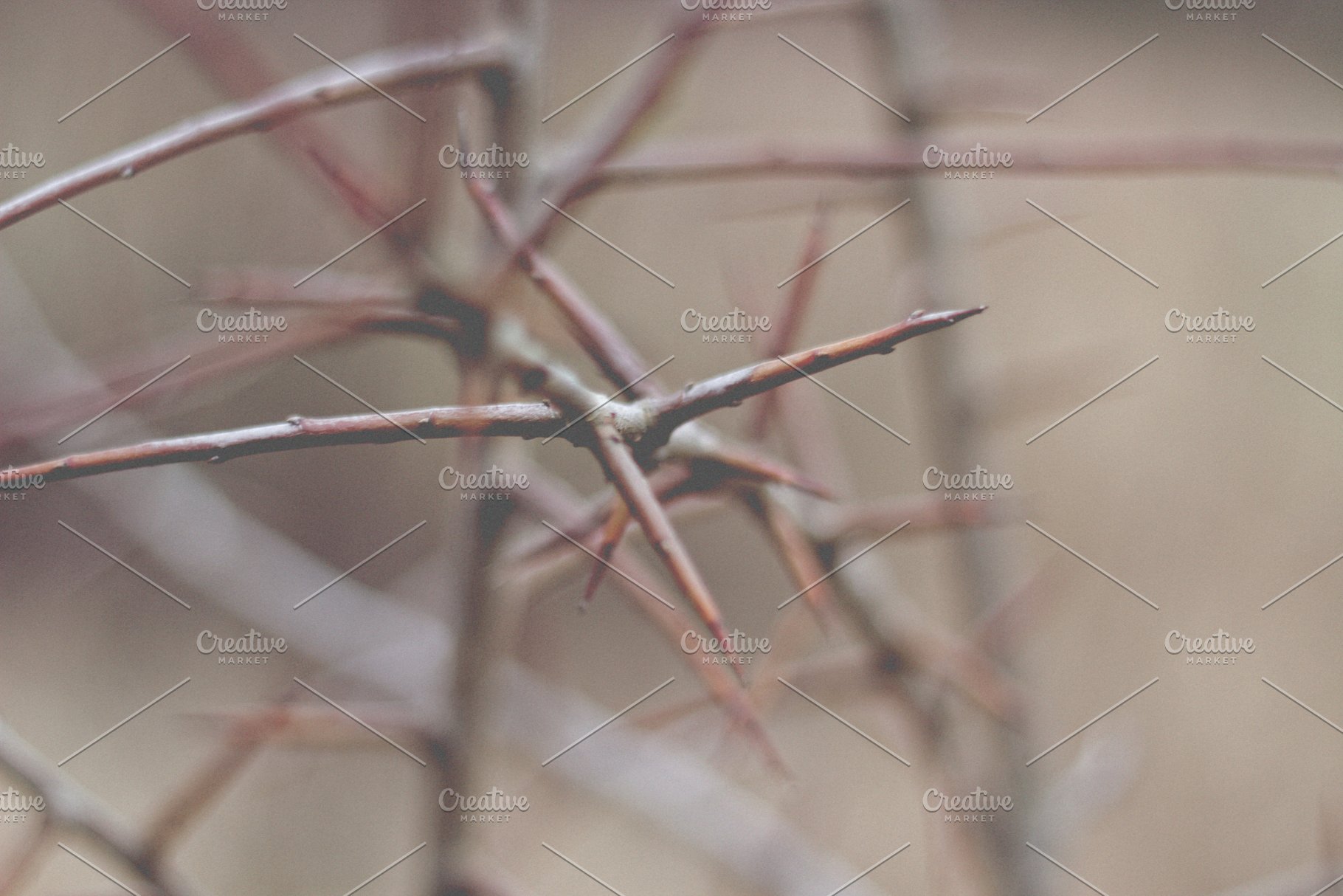 静物特写镜头高清照片素材 Thaw Photo Bundle插图(3)