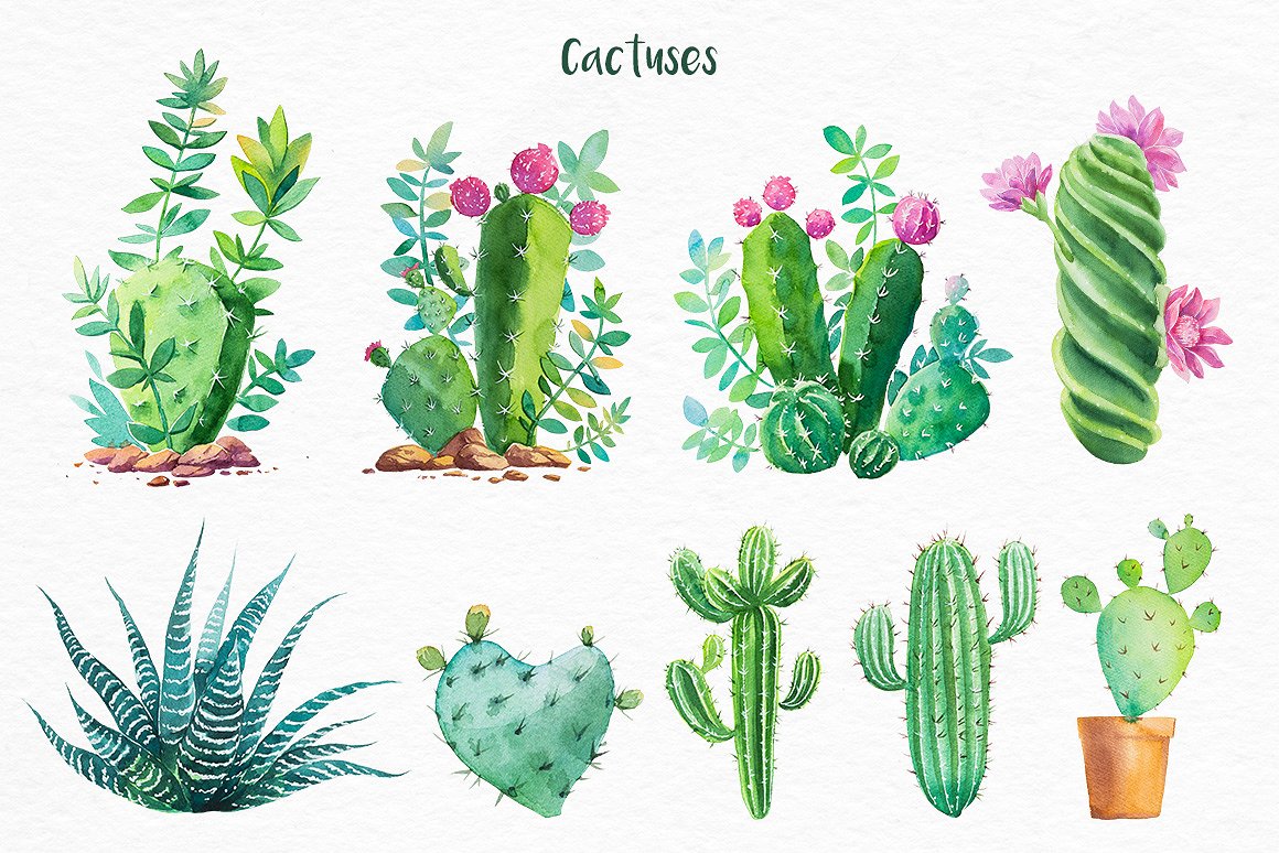 手绘仙人掌水彩插图集合下载 1.31 GB[ai,png,jpg]插图(2)