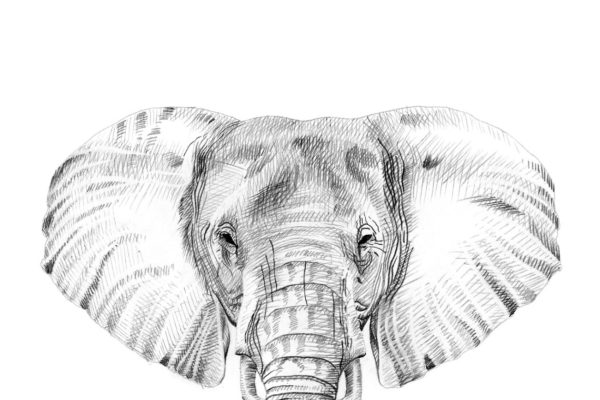 铅笔手绘大象肖像画 Portrait of elephant drawn by hand