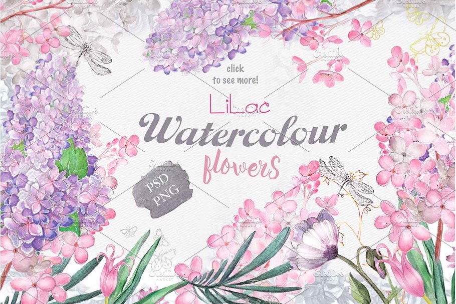 丁香花水彩手绘插图 "lilac"插图