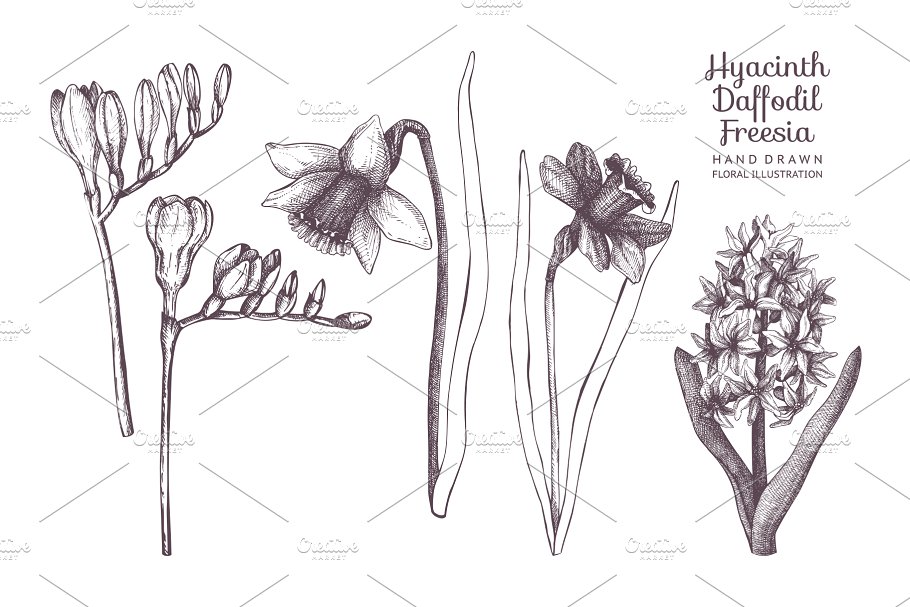 复古手绘春季花卉插图 Vector Flowers Collection插图