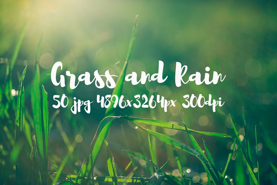 草与雨主题高清照片素材 Grass and rain photo pack插图(15)