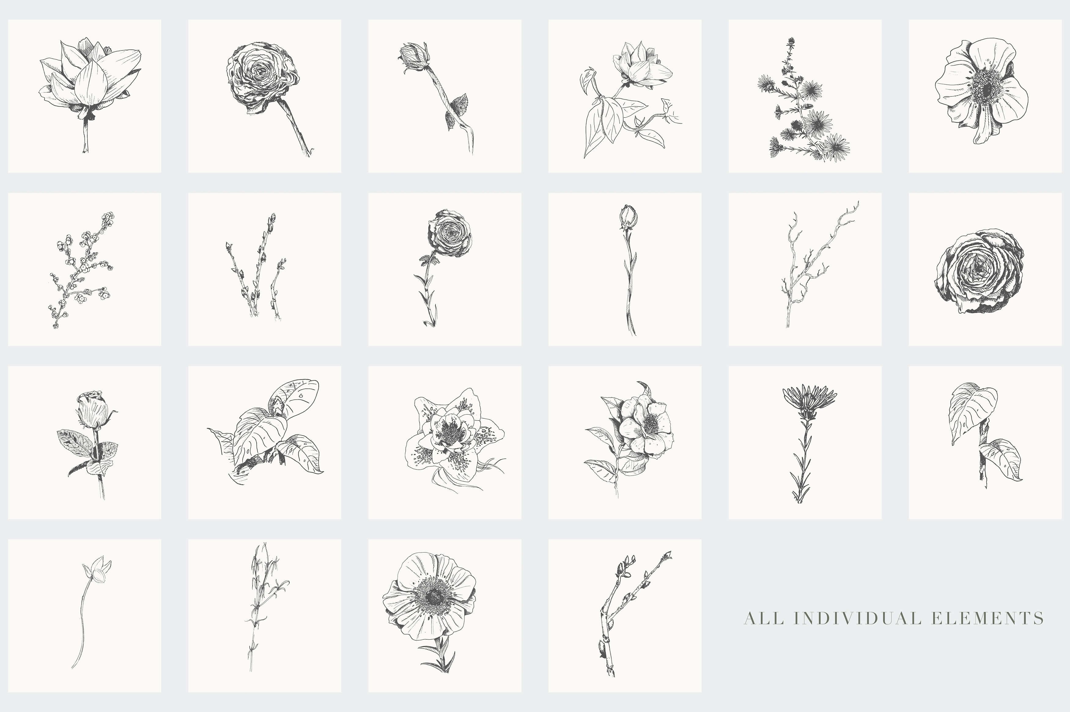 植物学手绘插画第2卷 Botanical Illustrations Vol.2插图(1)