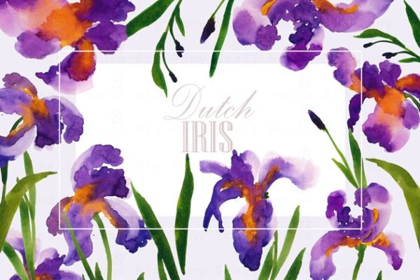 荷兰鸢尾花卉水彩艺术剪贴画 Dutch Iris-Watercolor Clip Art
