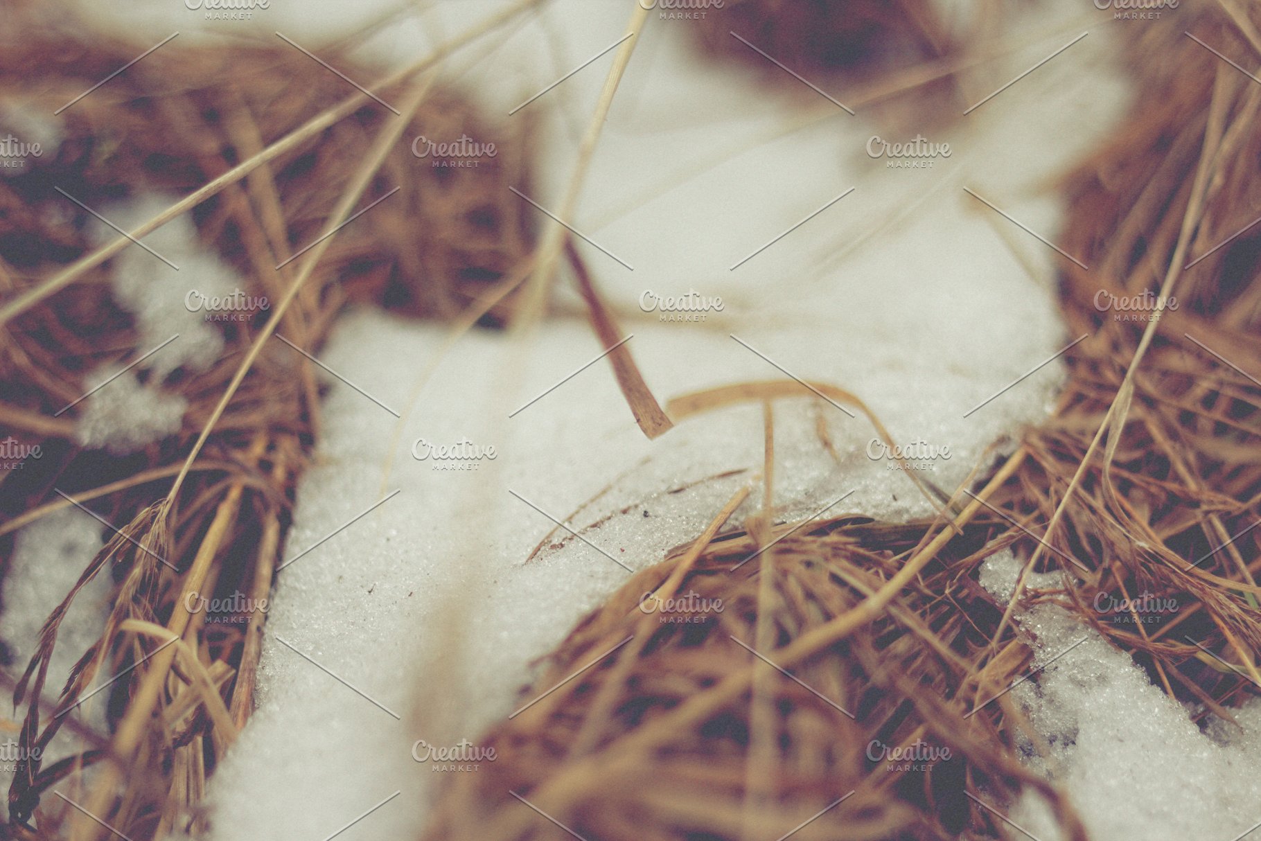 静物特写镜头高清照片素材 Thaw Photo Bundle插图(2)