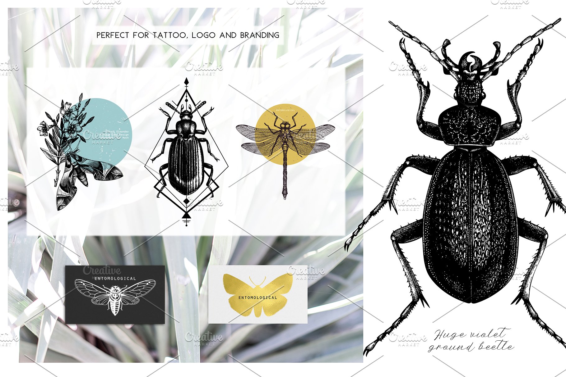 昆虫矢量插图集 Vector Insects Illustrations Set插图(3)