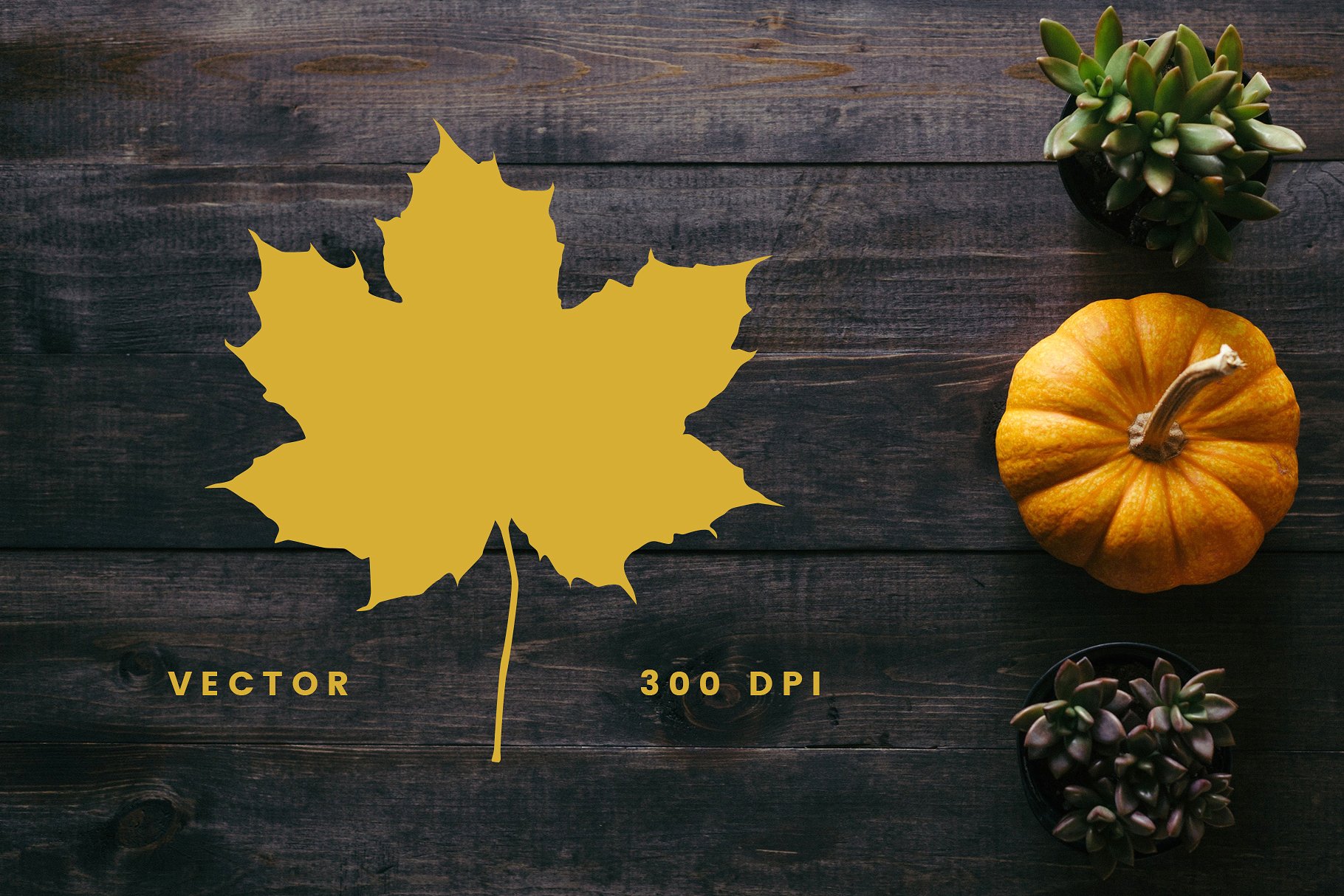 秋天落叶矢量图形 Autumn Leaf Silhouettes + Bonus插图(1)