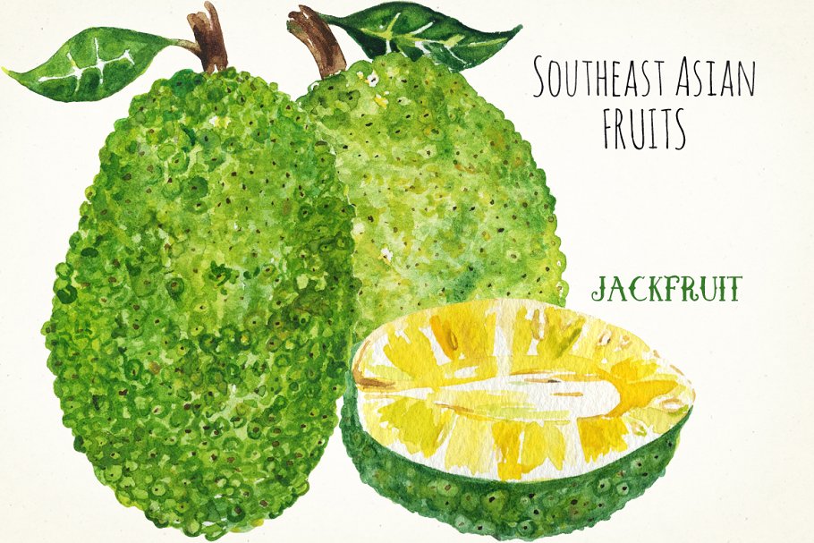 亚洲热带水果水彩剪切画 Tropical Asian fruits watercolor插图(3)