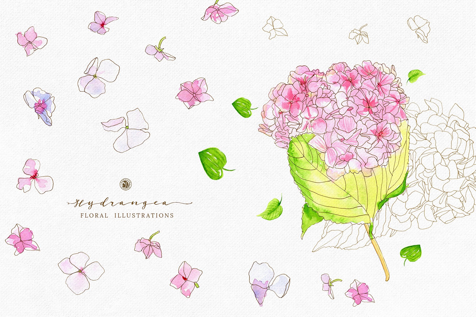 手绘绣球花水彩花卉剪贴画合集 Hydrangea – watercolor and ink插图(5)