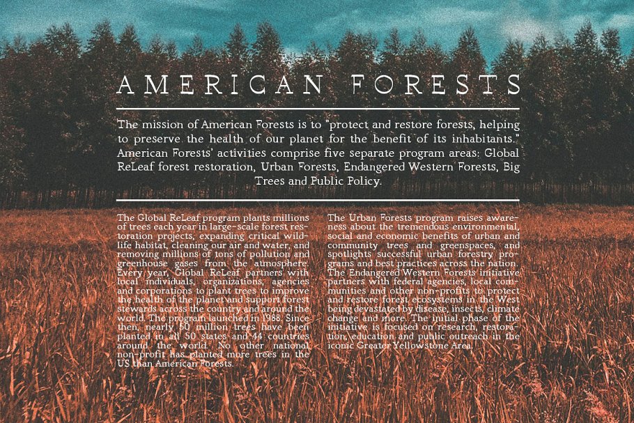 13款手写英文字体合集&Logo模板、矢量插画 Wonderland Fonts Pack & Branding Kit插图(115)