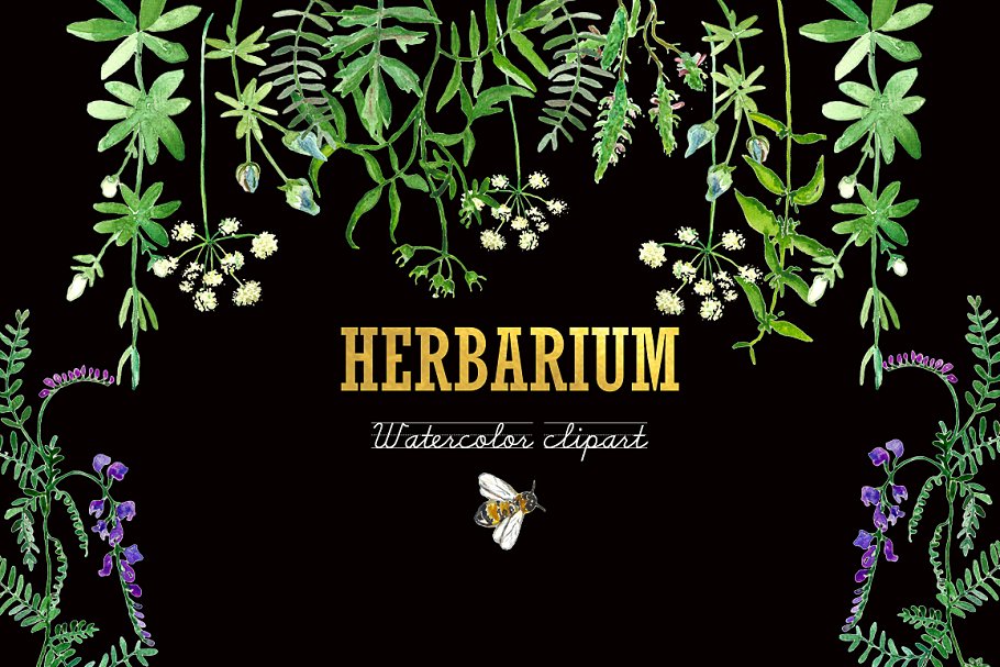 花草&蜜蜂剪贴画素材 Forest herbs, leaves foliage bee插图(1)