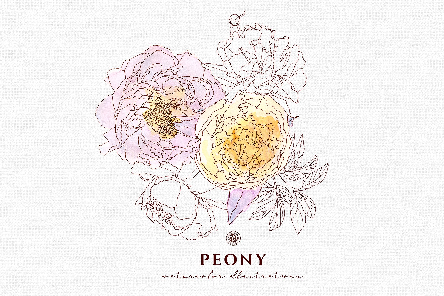 淡雅牡丹花手绘水粉画插画 Peony Flowers插图(2)