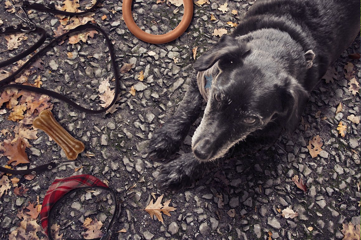 高品质的宠物场景样机下载[psd]插图(7)