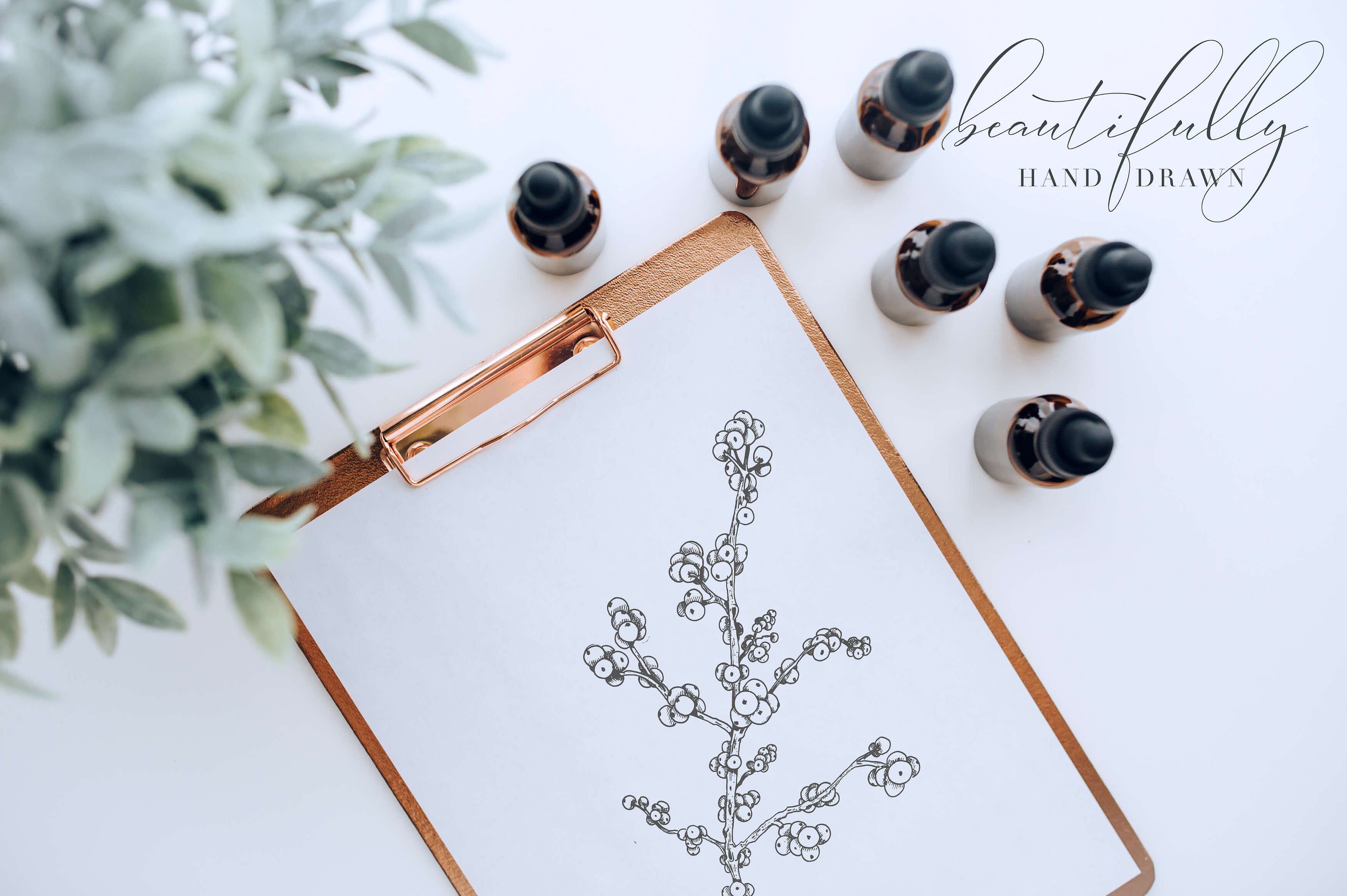 植物学手绘插画第2卷 Botanical Illustrations Vol.2插图(2)